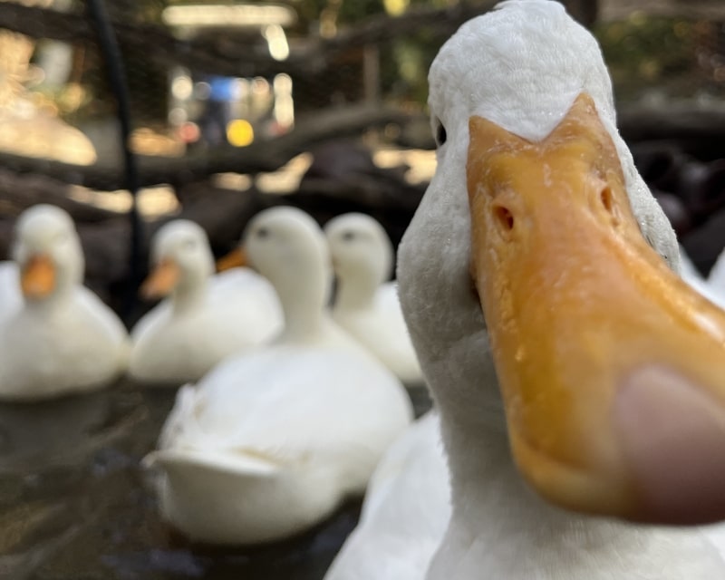 アヒル・烏骨鶏とのふれあい